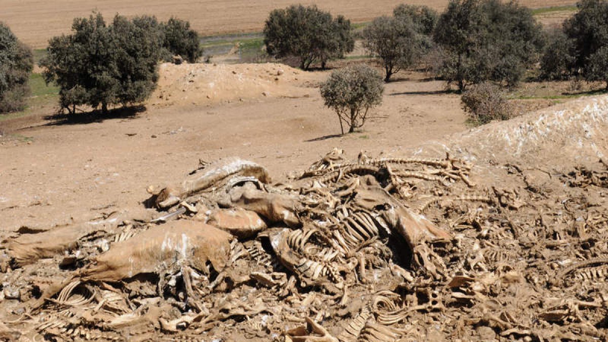 Imágenes de archivo de un muladar ilegal en Soria.