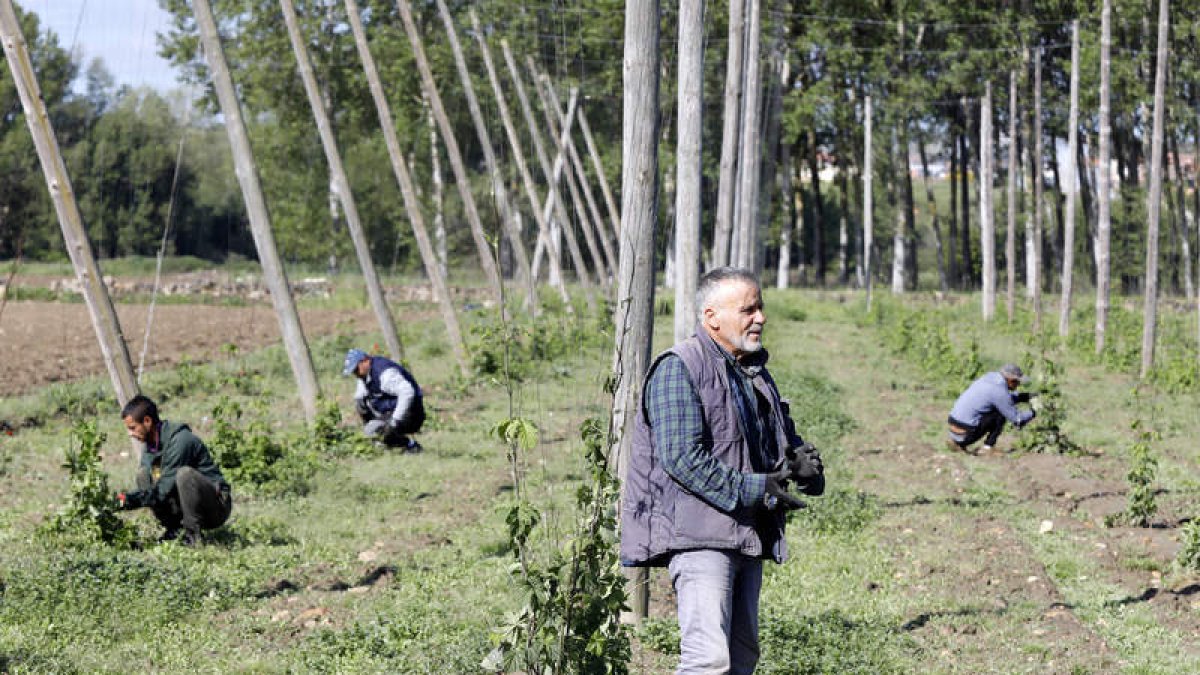 Plantación de lúpulo entre las localidades de Nistal y Celada. MARCIANO PÉREZ