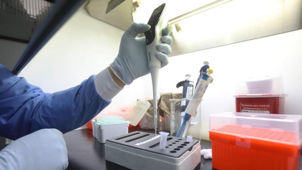 La investigación es clave para encontrar medicamentos y vacunas contra la enfermedad. CARLOS ORTEGA