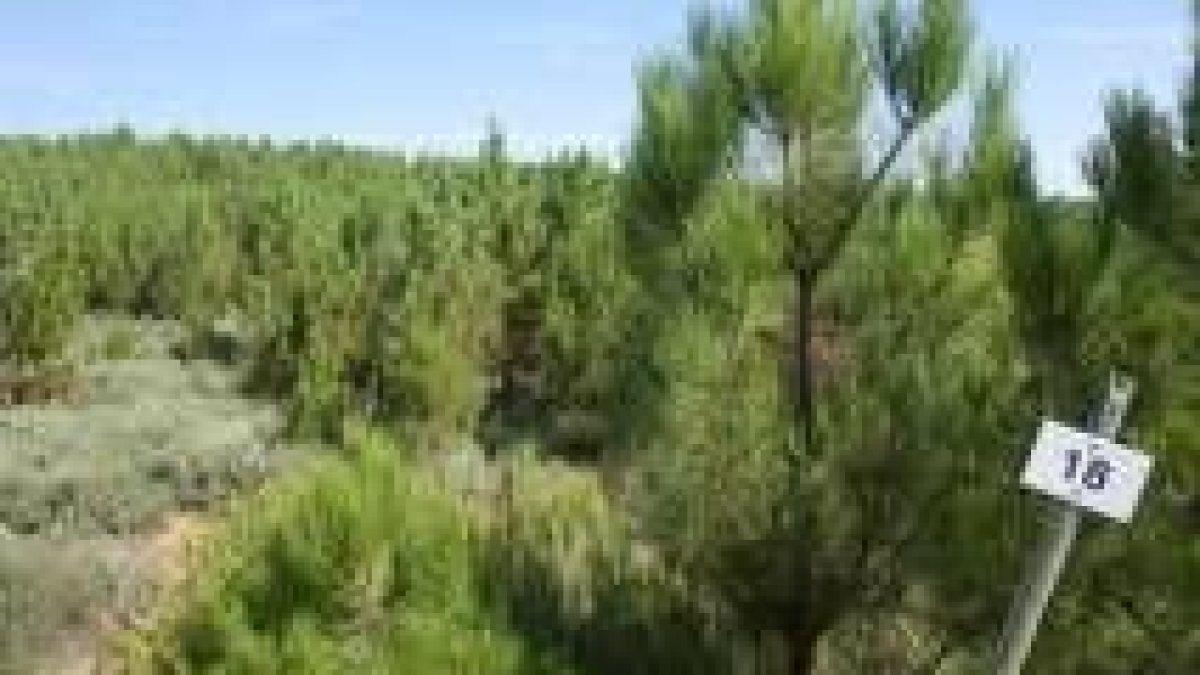 Las nuevas ayudas para forestación o para desbroce de pastos ya han desaparecido del Bocyl