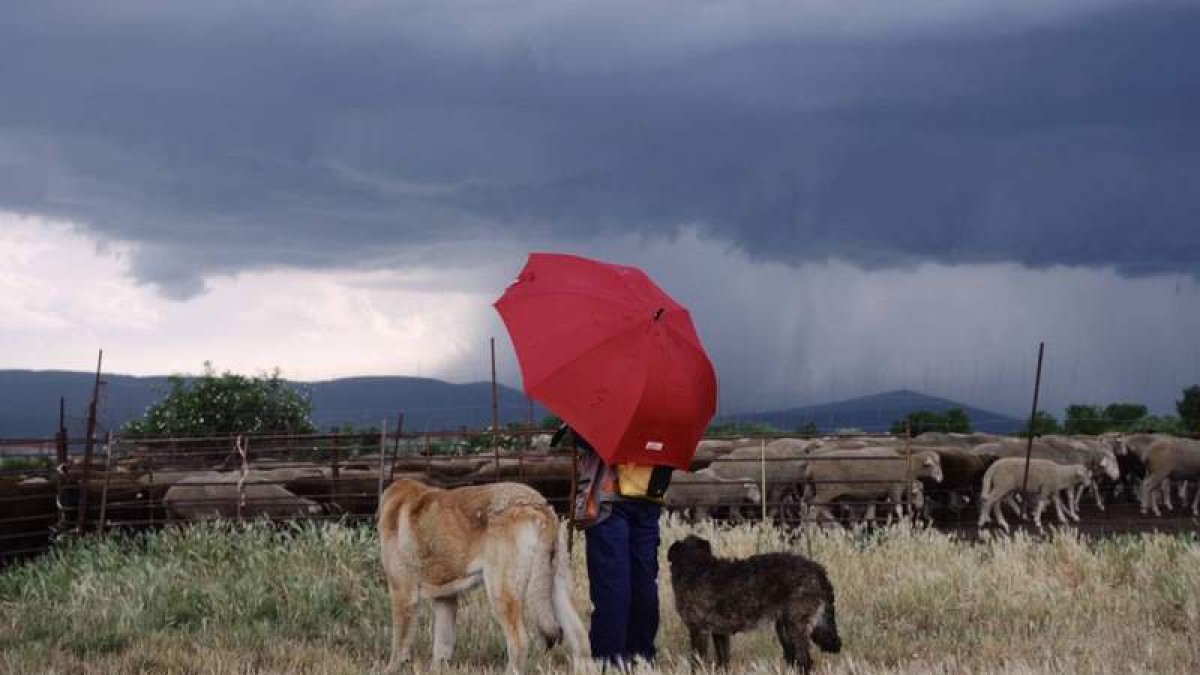 Escena de ‘Animal Espacio Tiempo’ con Violeta Alegre, entre rebaño y perros, oculta tras el paraguas rojo. CHUS DOMÍNGUEZ