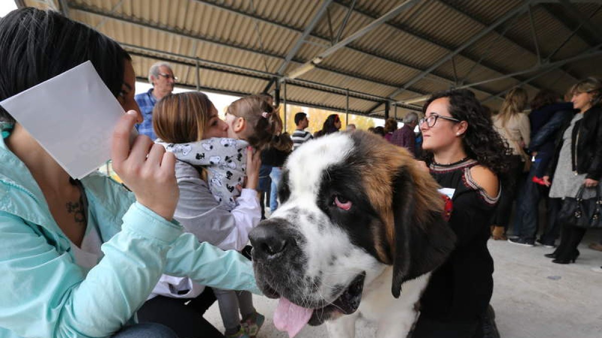 La belleza canina, como la de este ejemplar de San Bernardo, ‘enamoró’ al público .