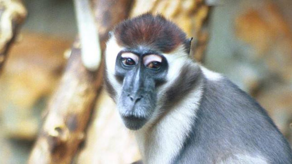 Un ejemplar de mangabei de collar gris del Zoo de Barcelona.