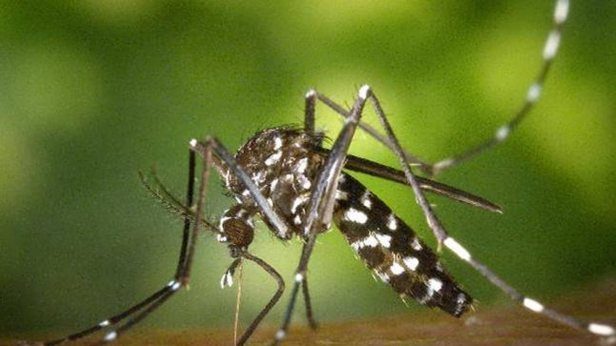 Un mosquito tigre o 'Aedes albopictus, insecto originario de Asia cuyas poblaciones se han consolidado en varios países del sur de Europa. Es un vector potencial de transmisión de enfermedades como el dengue o el chikungunya.