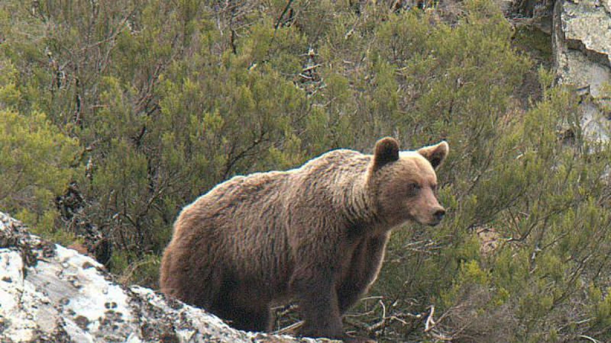 Un oso en la provincia de León
