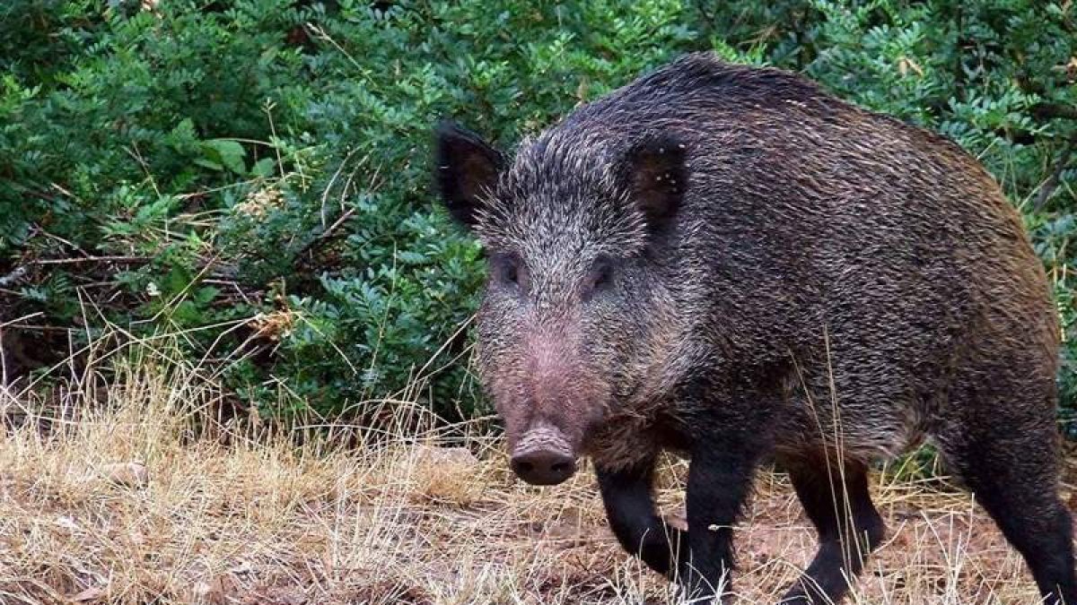 La temporada de caza de jabalí levanta el domingo el telón en la provincia leonesa. DL