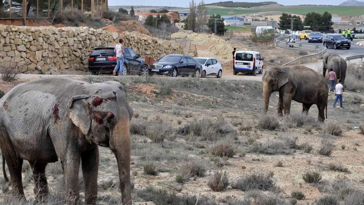 Los elefantes heridos tras el accidente, que provocó retenciones en la A-30 de Albacete. MANU