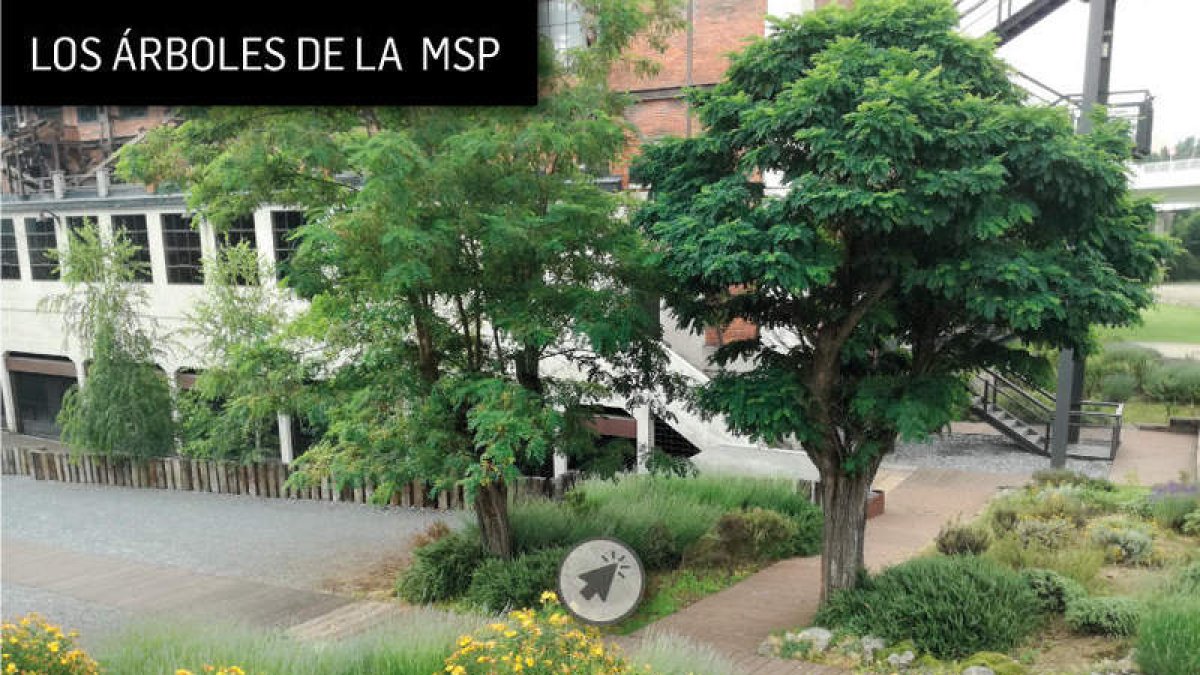 La primera visita, mañana, se centrará en los árboles. DL