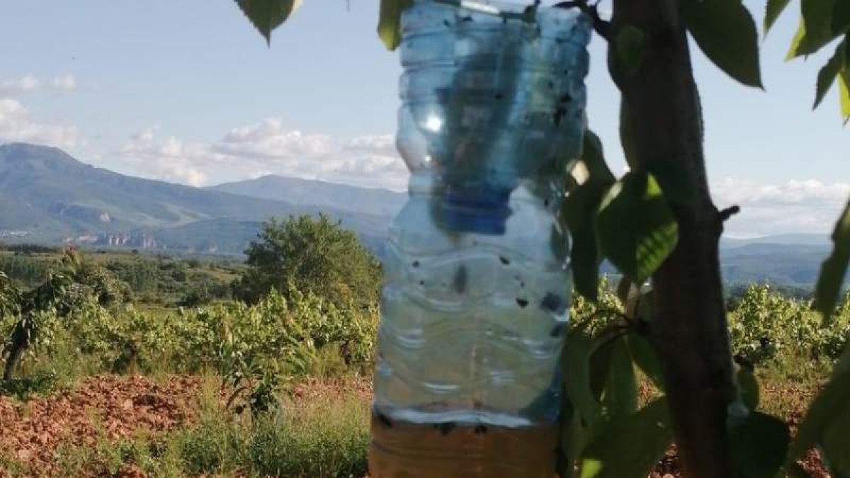 Una de las trampas colocadas en la llanura central del Bierzo, donde son atrapadas las reinas. DL