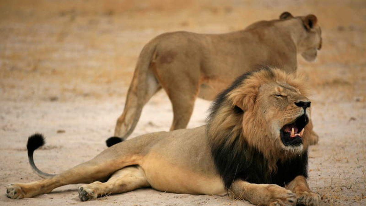Cecil, el león de Zimbabue cuya muerte suscitó una gran polémica.