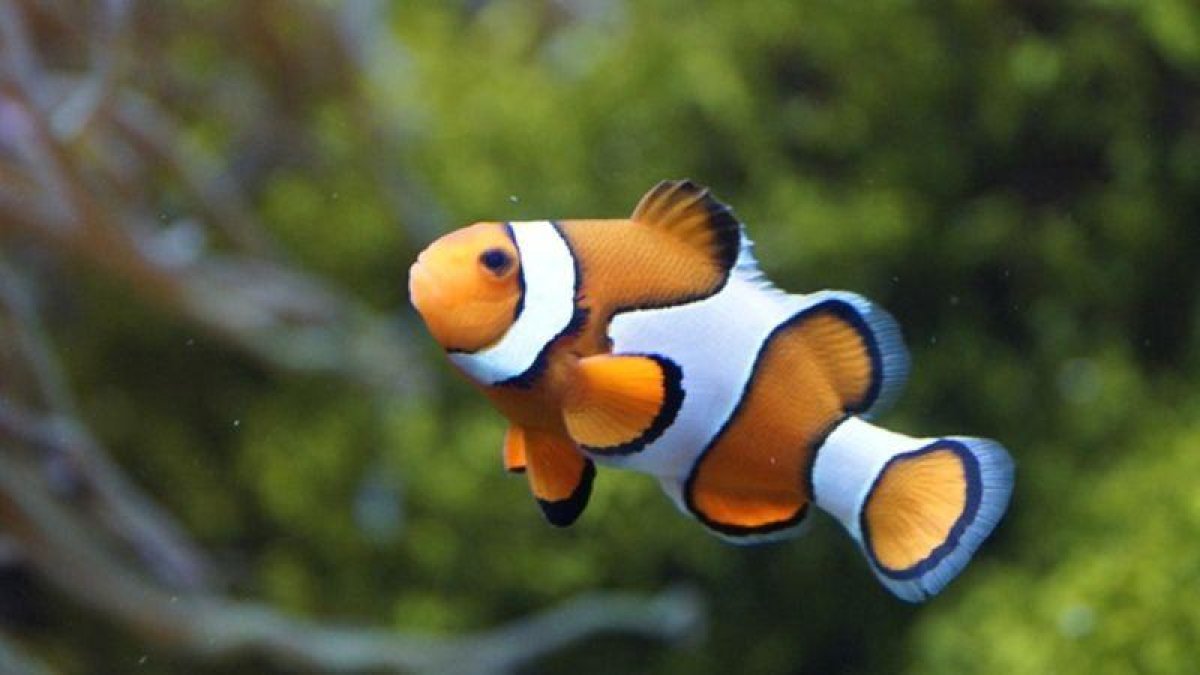 Pez payaso.