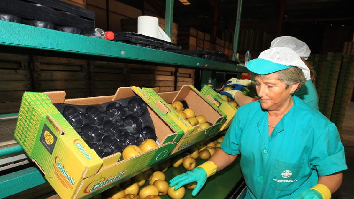 Comercializadora de reinetas, en una imagen de archivo. L. DE LA MATA
