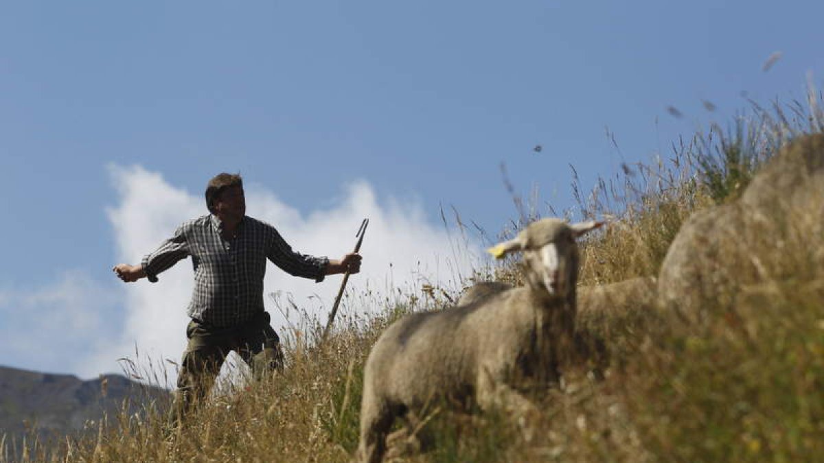 El rebaño de Escalona pasta en la vega que forman los cauces del Curueño y el arroyo Río Pinos en Redipuertas.