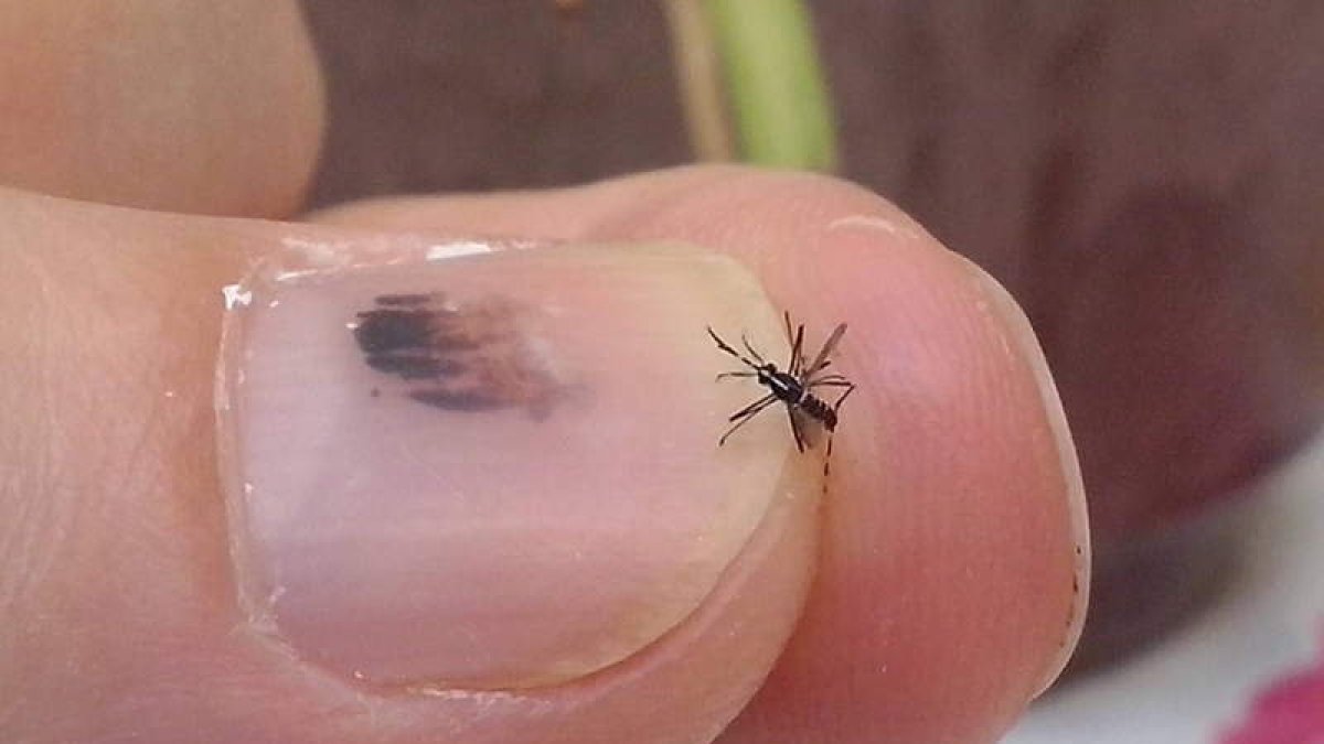 El mosquito tigre se adapta a la humedad. ATRAPAELTIGRE.COM