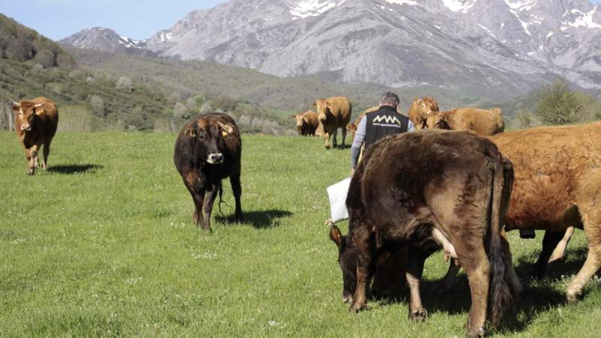 La explotación de Lario fue la primera afectada por el brote de tuberculosis. CAMPOS