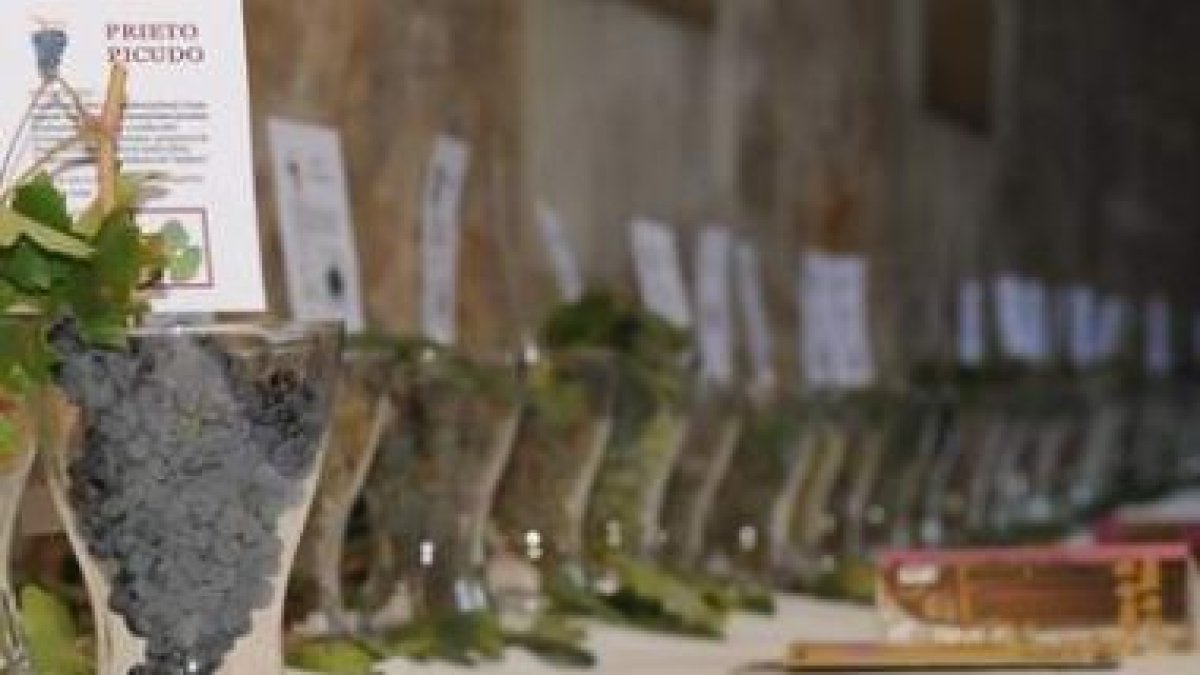 La variedad prieto picudo está ganando importantes reconocimientos vinícolas.