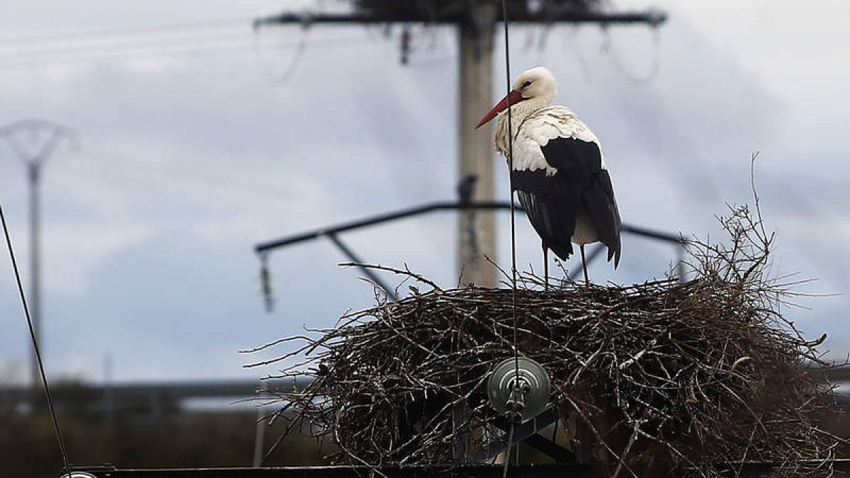Las aves de la polémica anidan entre la escuela del pueblo y la autopista de Astorga