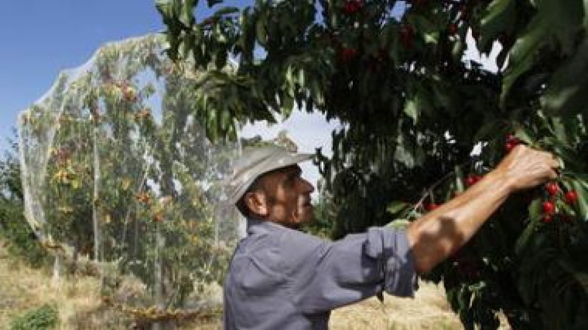 José Alonso en la finca de Villoria de Órbigo. Los cerezos, protegidos para evitar los pájaros..