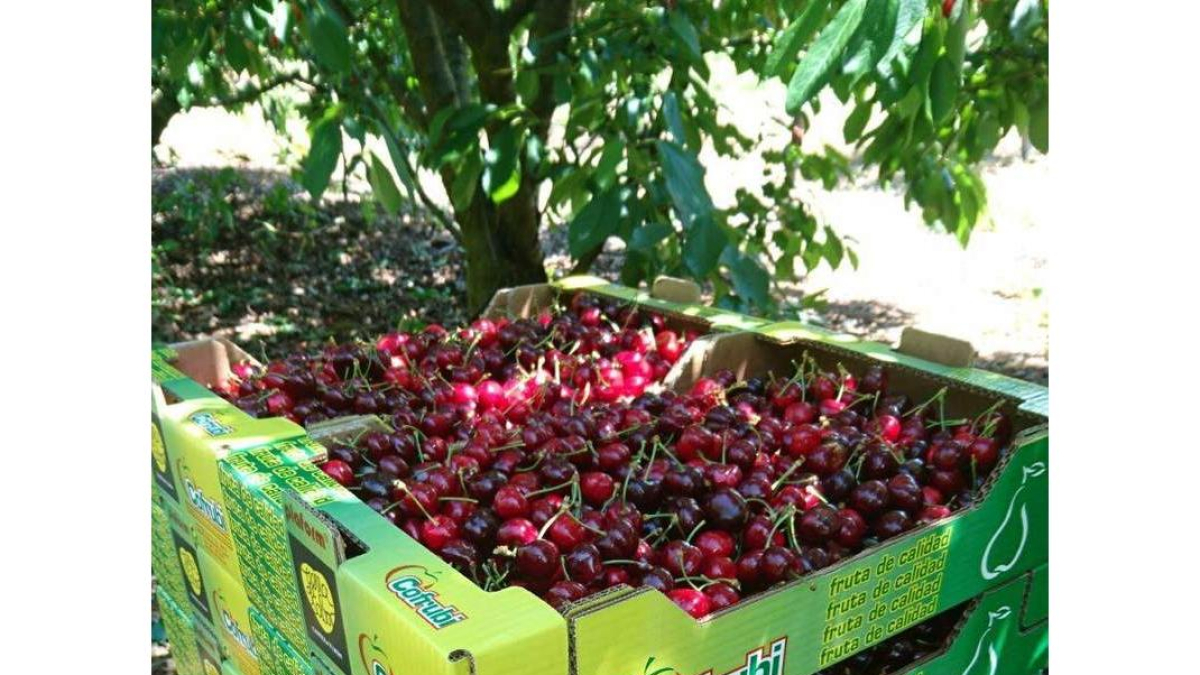 Cerezas recogidas por Cofrub, en una imagen de archivo.