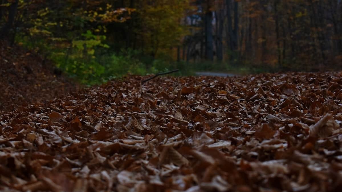 El tiempo en Joarilla de las Matas AEMET Foto: Pexels