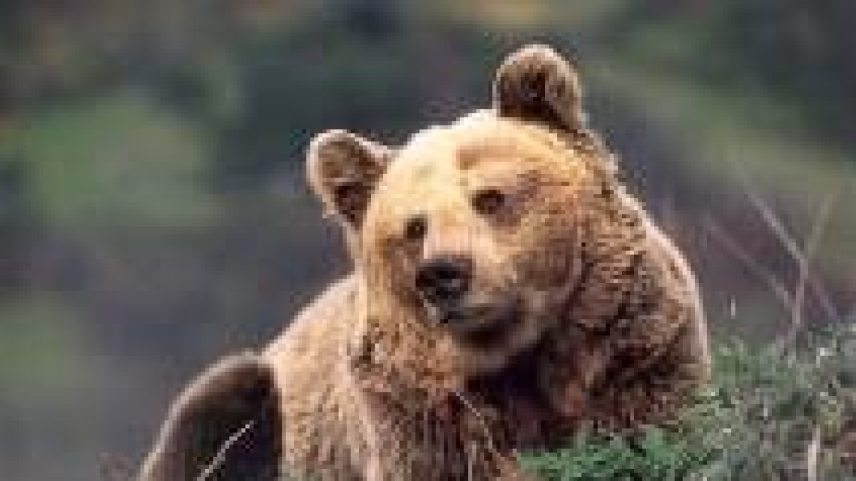 En León vive una pequeña población de osos pardos