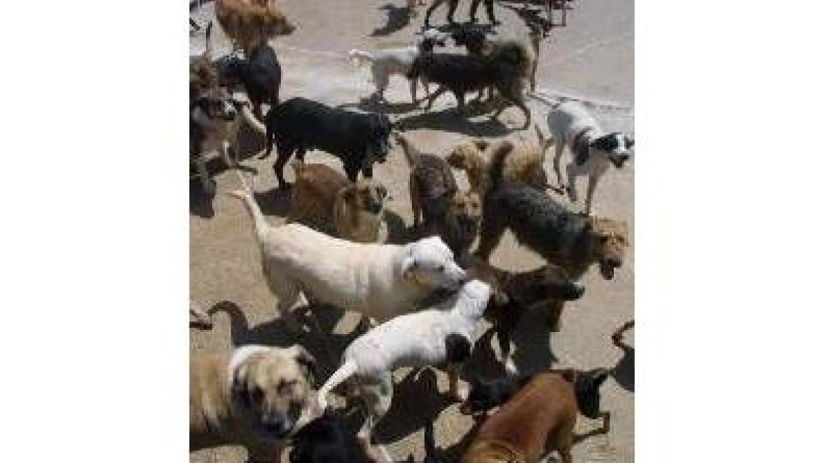 En el municipio de San Andrés hay más de un millar de perros censados, de los que 40 son peligrosos