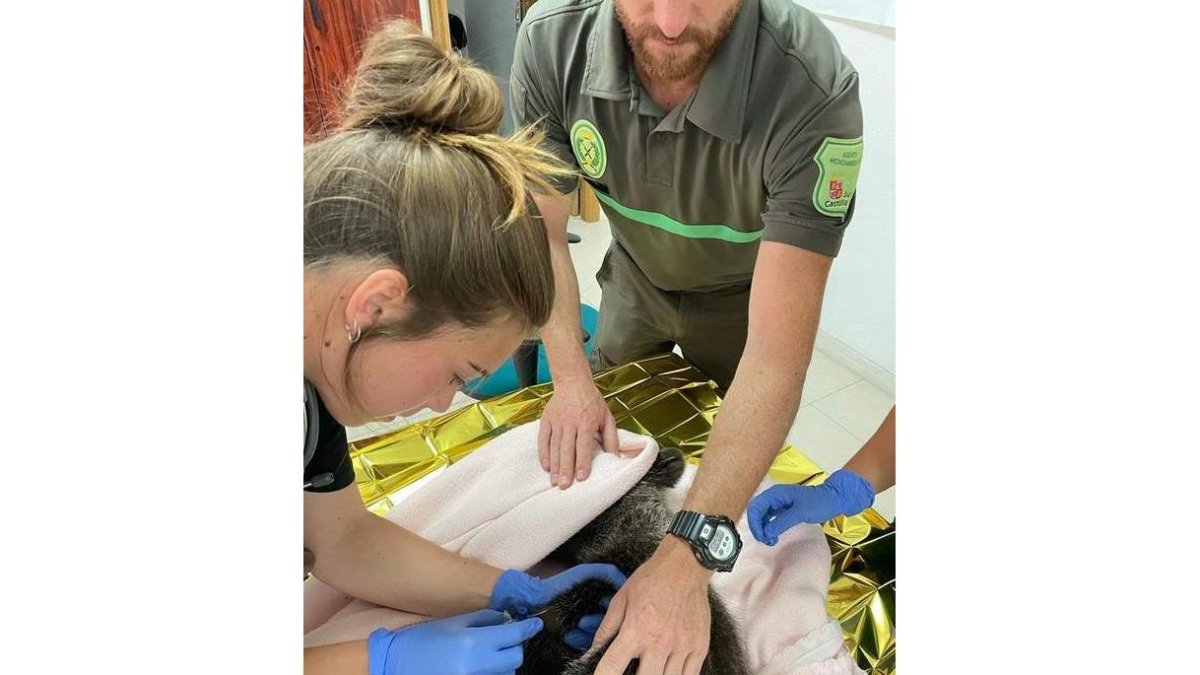 El osezno recibe los primeros tratamientos veterinarios. DL