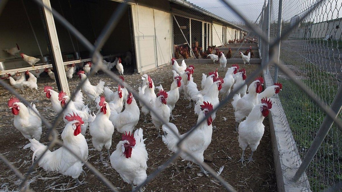 En 2018, el total de granjas avícolas afectadas por la gripe aviar ascendió a 93 en toda la isla.