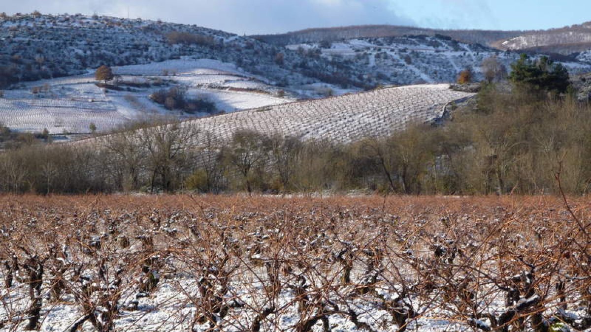 Las laderas del Mirador de Otero cobijan las cepas que dan vida alos mejores vinos de Parandones yque en invierno ofrecen con frecuencia esta bella imagen.