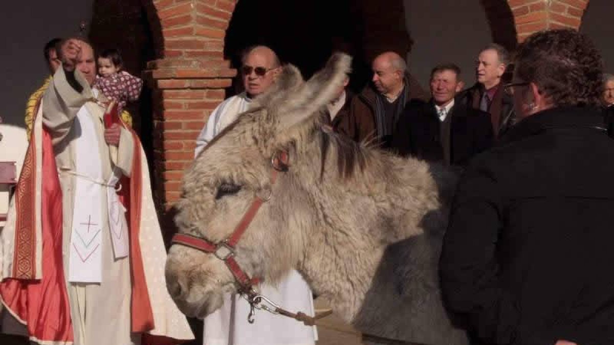 El cura bendice a un burro a la salida de la misa celebrada ayer en Las Grañeras.