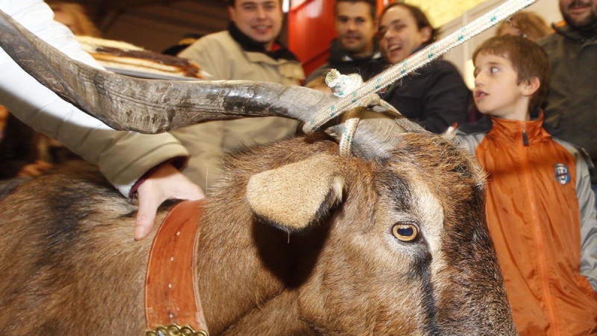 El chivo, que recorre el pueblo en una diana popular que abre la cita con la feria de la cecina. RAMIRO