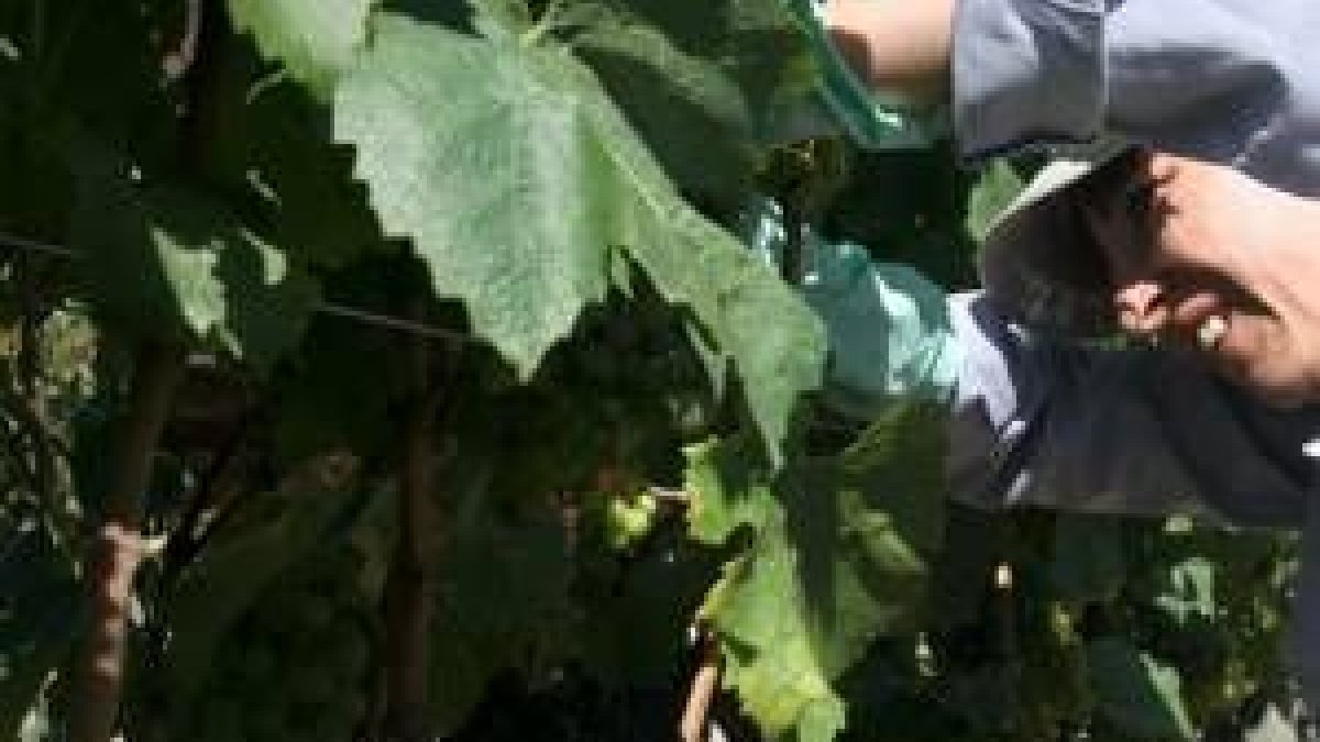 La vendimia se prolongará en el Bierzo al menos hasta la primera semana de octubre