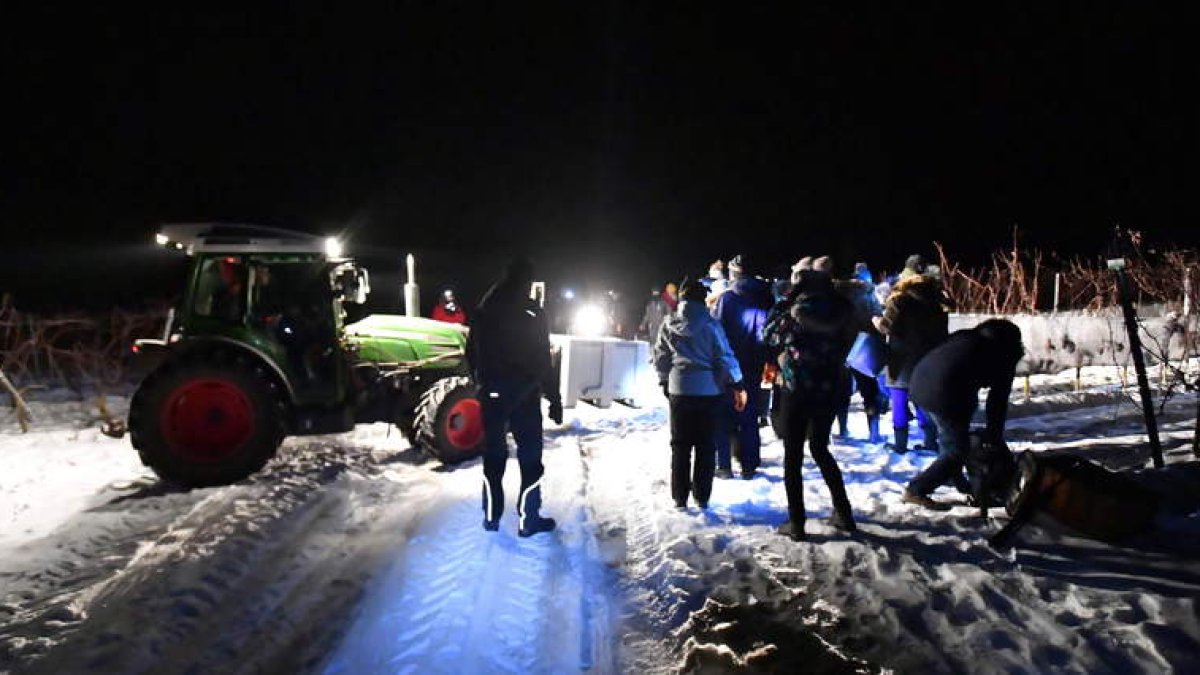 Trabajos invernales en la agricultura. efe