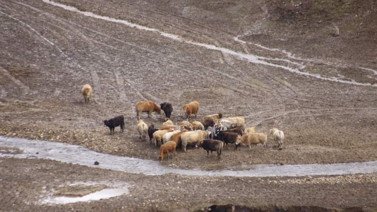 Un grupo de vacas en el paraje de Hormas correspondiente a explotaciones de Riaño. CAMPOS