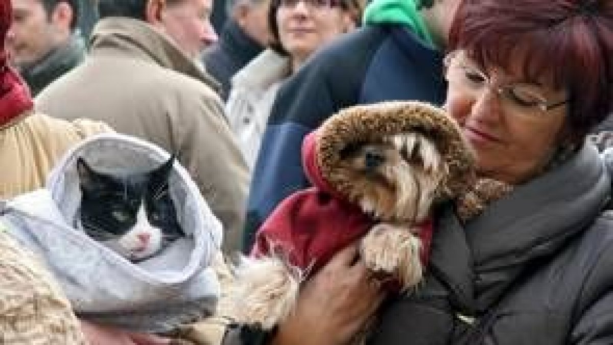 Mascotas y propietarios celebraron el domingo la bendición de San Antón en León