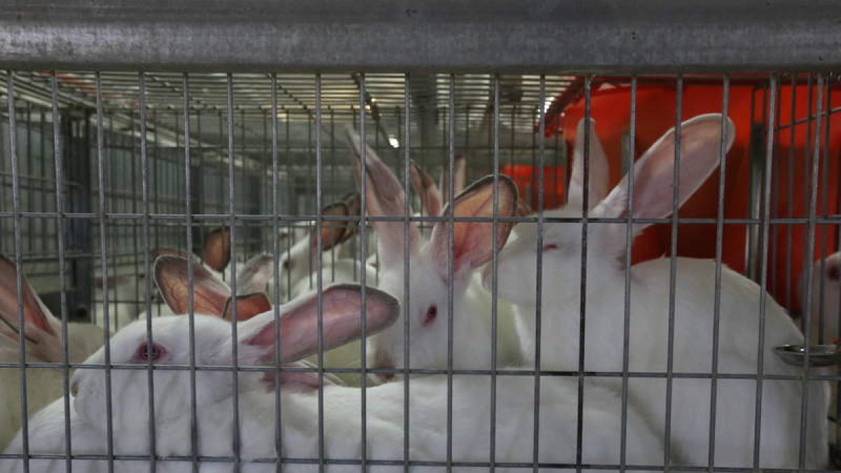León, la que más conejo produce en la Comunidad.