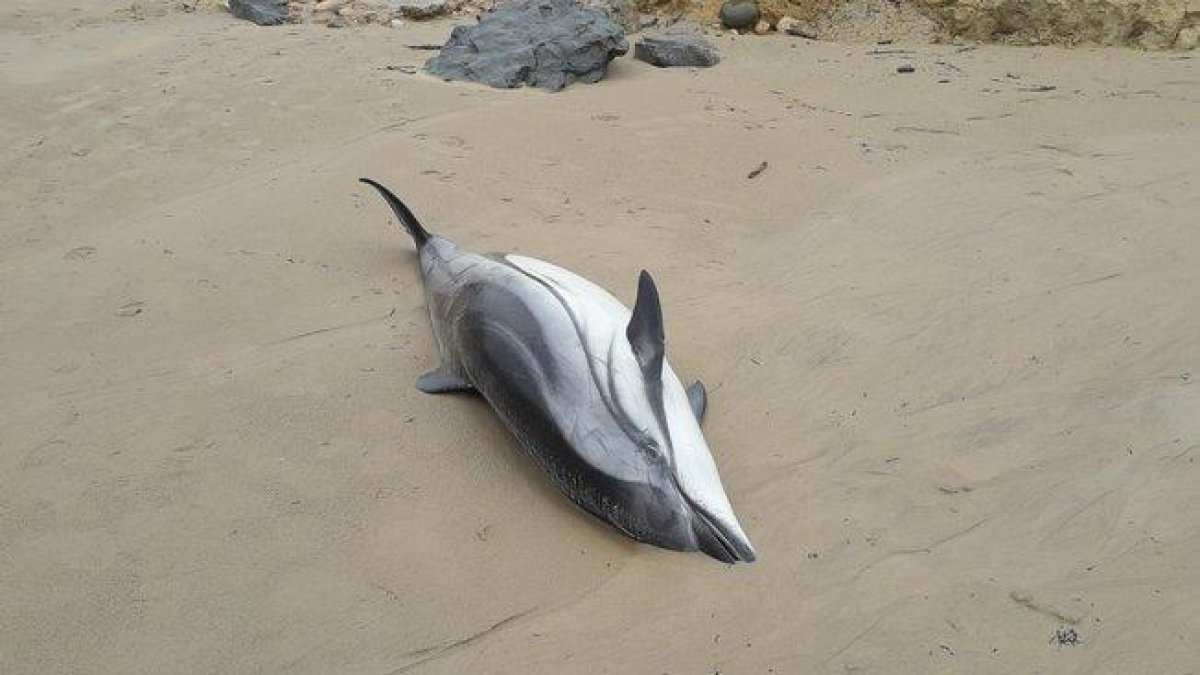 Uno de los delfines que ha aparecido en la playa de Oyambre, en Cantabria.