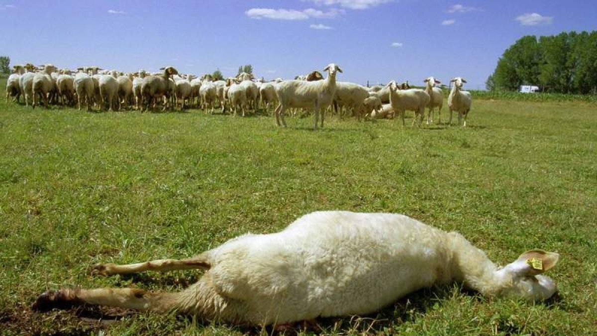 De las 347 cabezas de ganado atacadas por el lobo en León durante 2021 un total de 193 eran de ganado mayor y 154 de ganado menor. DL
