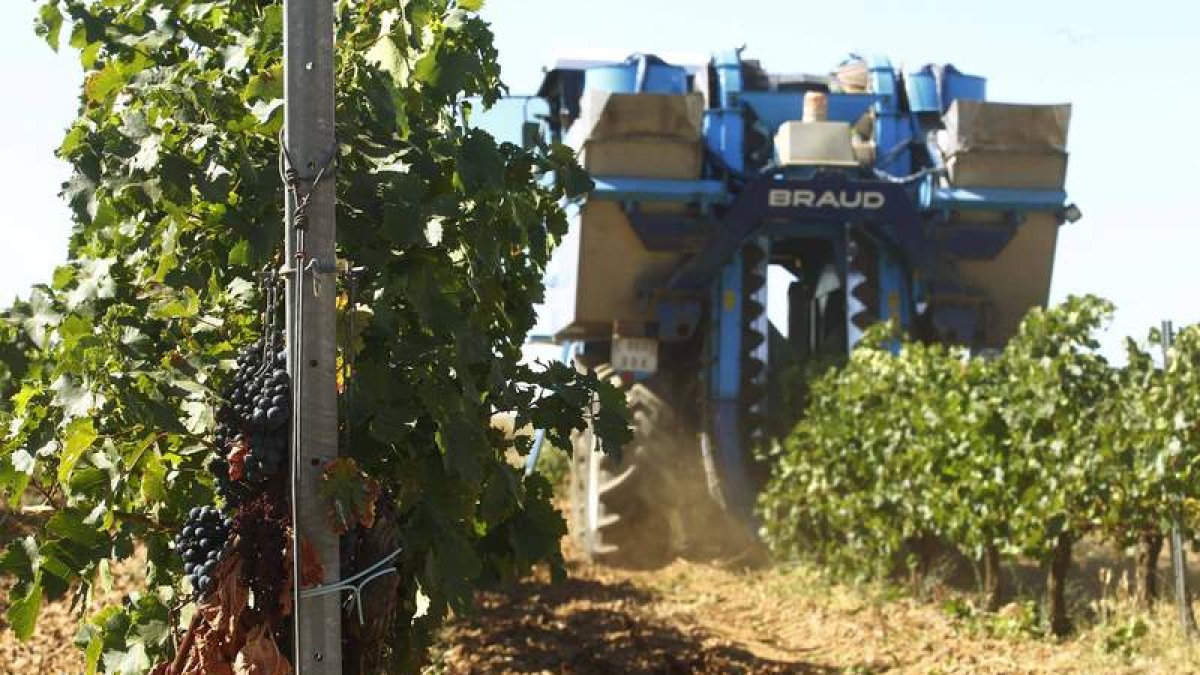 La vendimia mecanizada comenzó ya el día 18 en las viñas de la bodega Gordonzello y se prevé que acabará a finales de octubre.