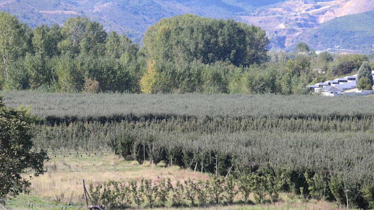 En la actualidad existen 100 hectáreas de Reineta y la previsión es ampliar un 50%. L. DE LA MATA