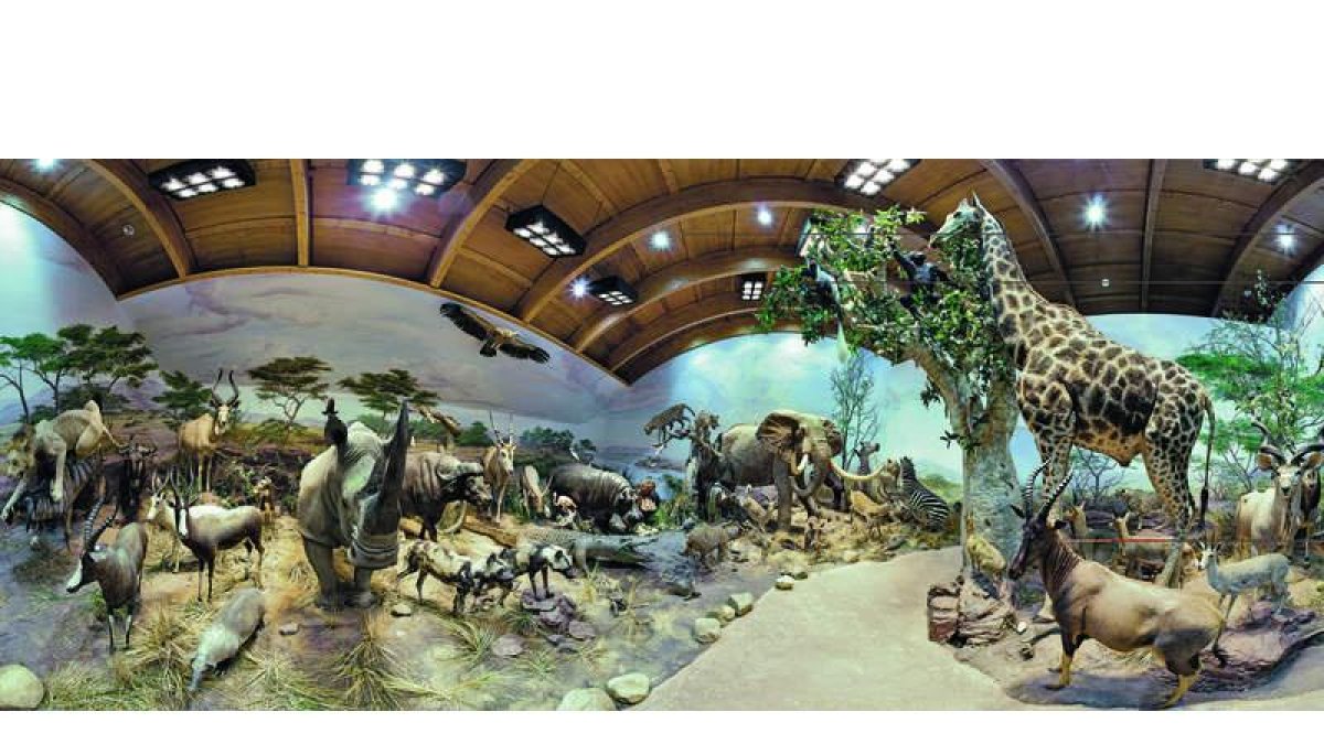 El Museo de la Fauna Salvaje, o al menos una parte de él, se encuentra desde el pasado martes en el Club de Prensa del Diario de León. Una pequeña muestra de este impresionante recorrido por la fauna mundial que puede verse de lunes a jueves en las instal