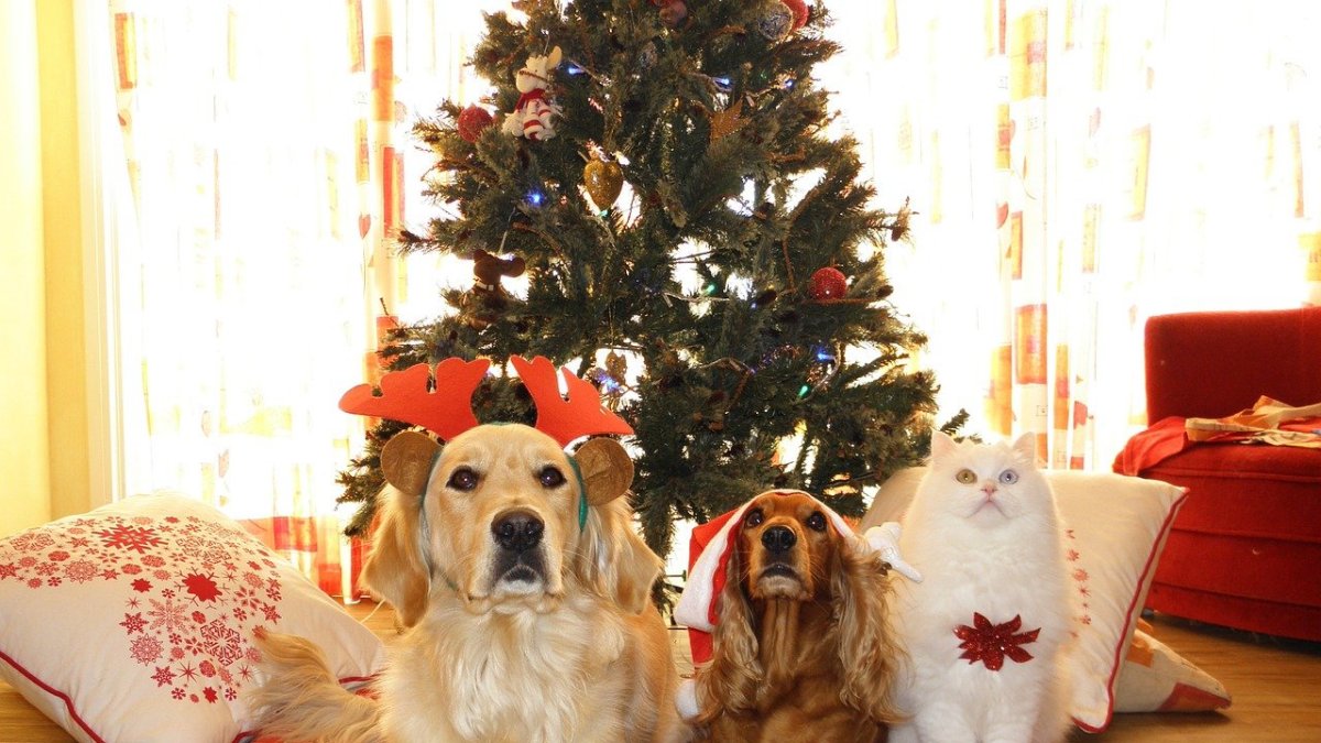 Cómo vestir a tu mascota durante la Navidad León 2020