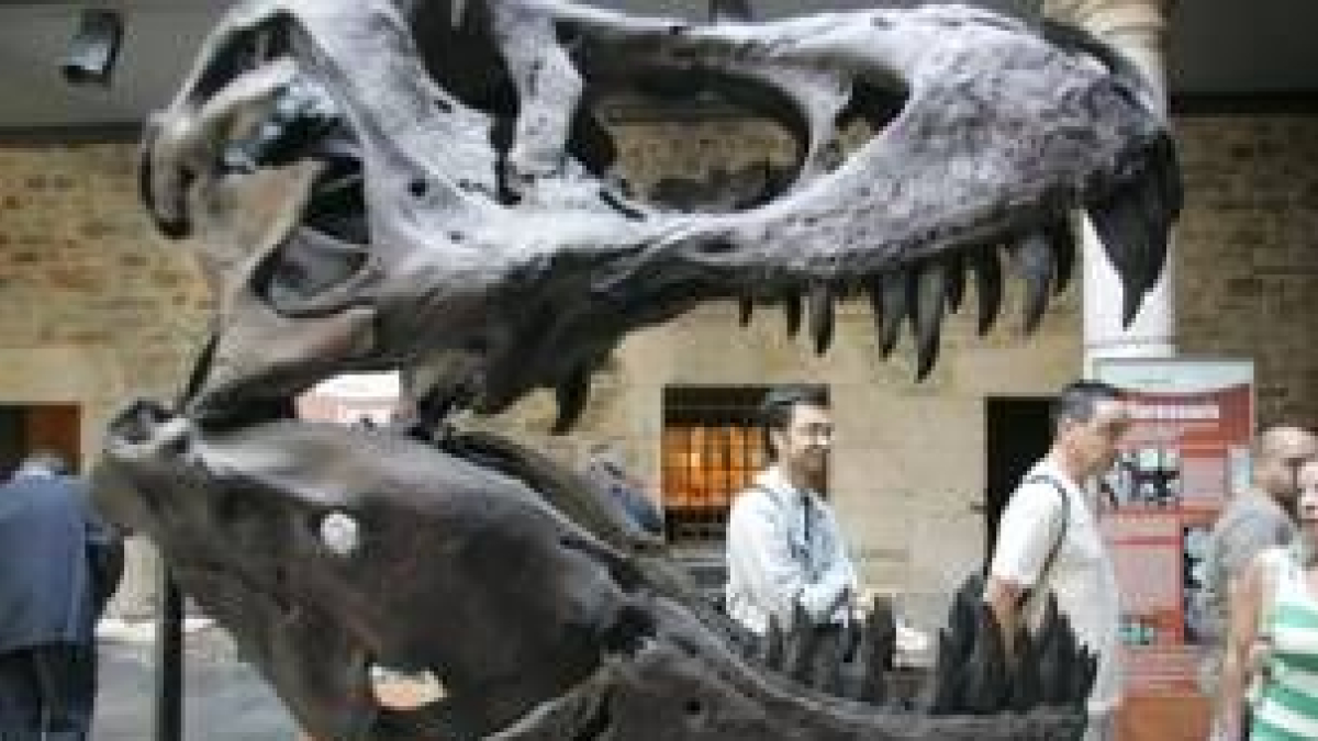 La exposición inaugurada muestra por primera vez fósiles originales hallados en la provincia de León