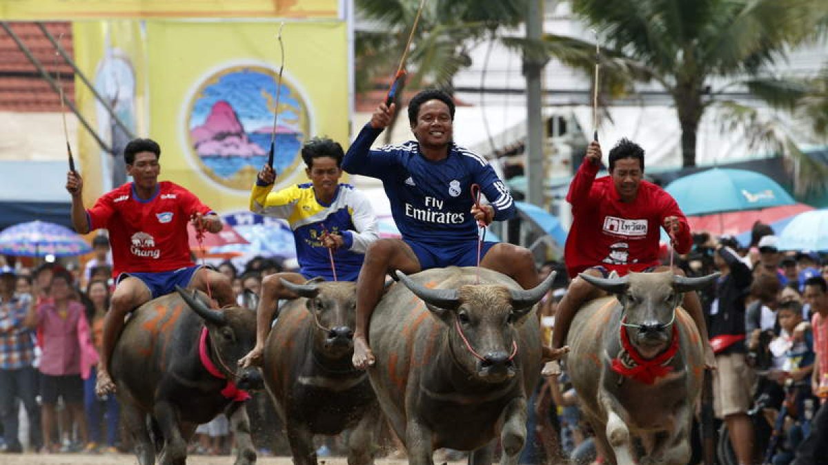 Jockeys tailandeses montan búfalos durante una tradicional carrera de cien metros.