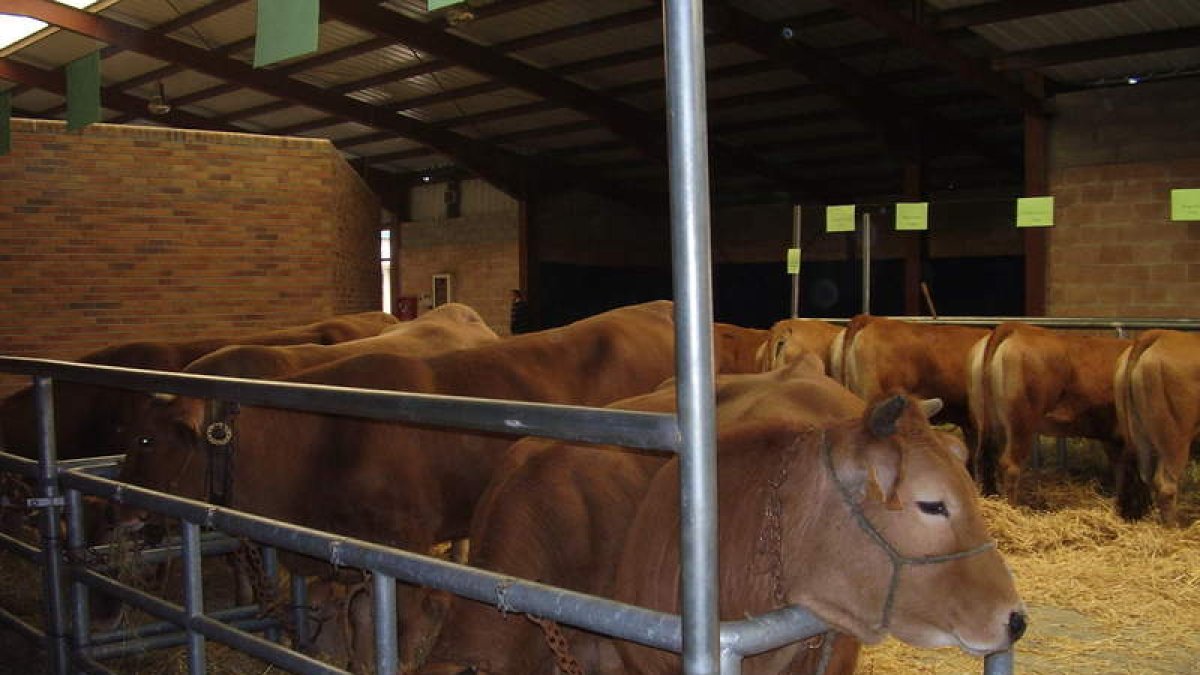 El programa comenzará hoy a partir de las 16.00 horas con la entrada de animales al recinto. En la jornada del sábado se emitirán las calificaciones. Por la mañana se clasificarán los animales de aptitud normal y por la tarde, los de aptitud culón. Una de