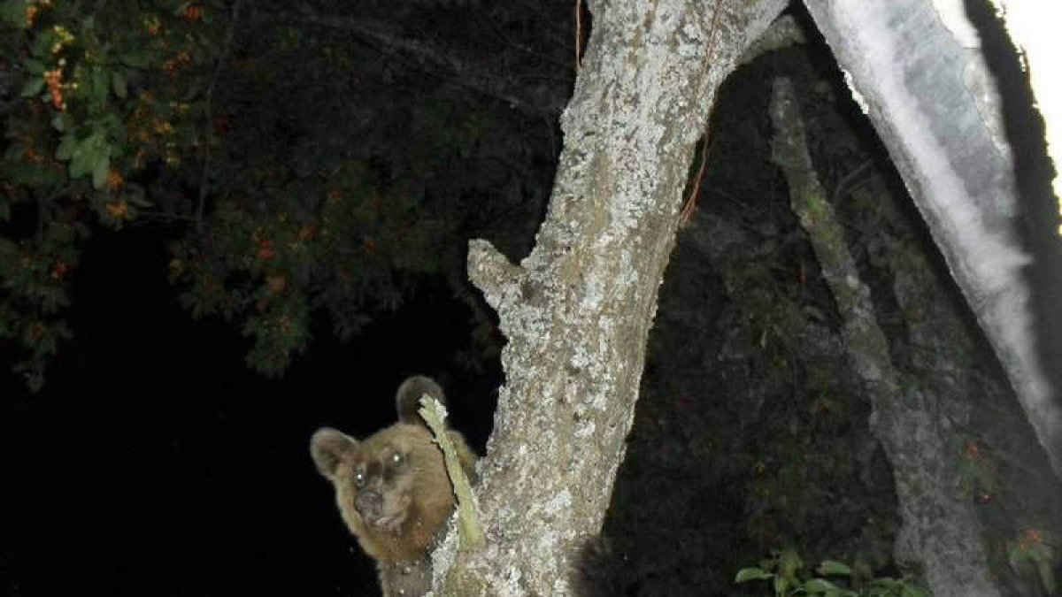 Imagen de un oso captada en 2013 en Llamas de Laciana, a donde se acercaba a comer cerezas. DL