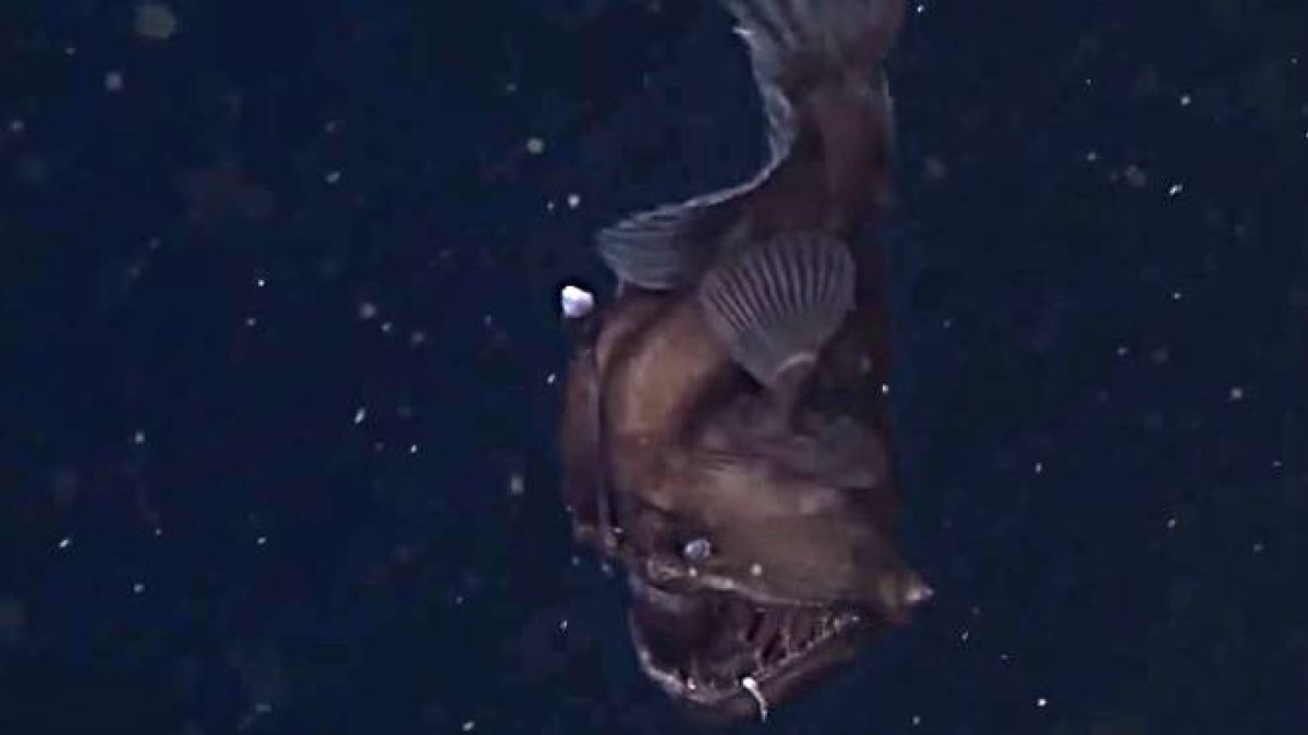 Las primeras imágenes en vídeo del 'monstruo negro' del mar, el Melanocetus