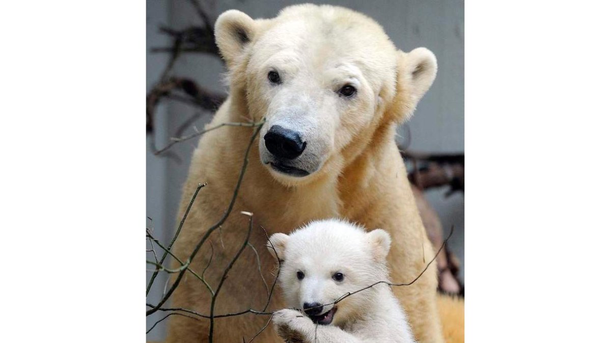 Un oso polar y su cría en el zoo alemán de Wuppertal.