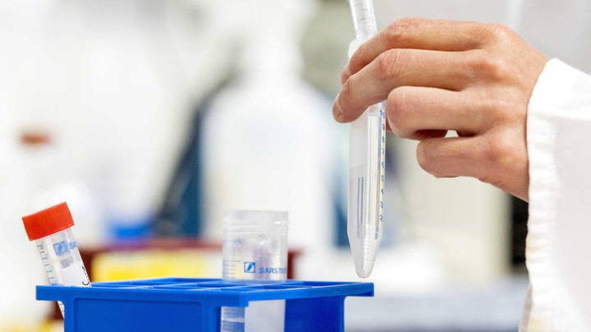 Imagen de una investigación sobre el covid en un laboratorio de la Universidad de Amsterdam. KOEN VAN WEEL