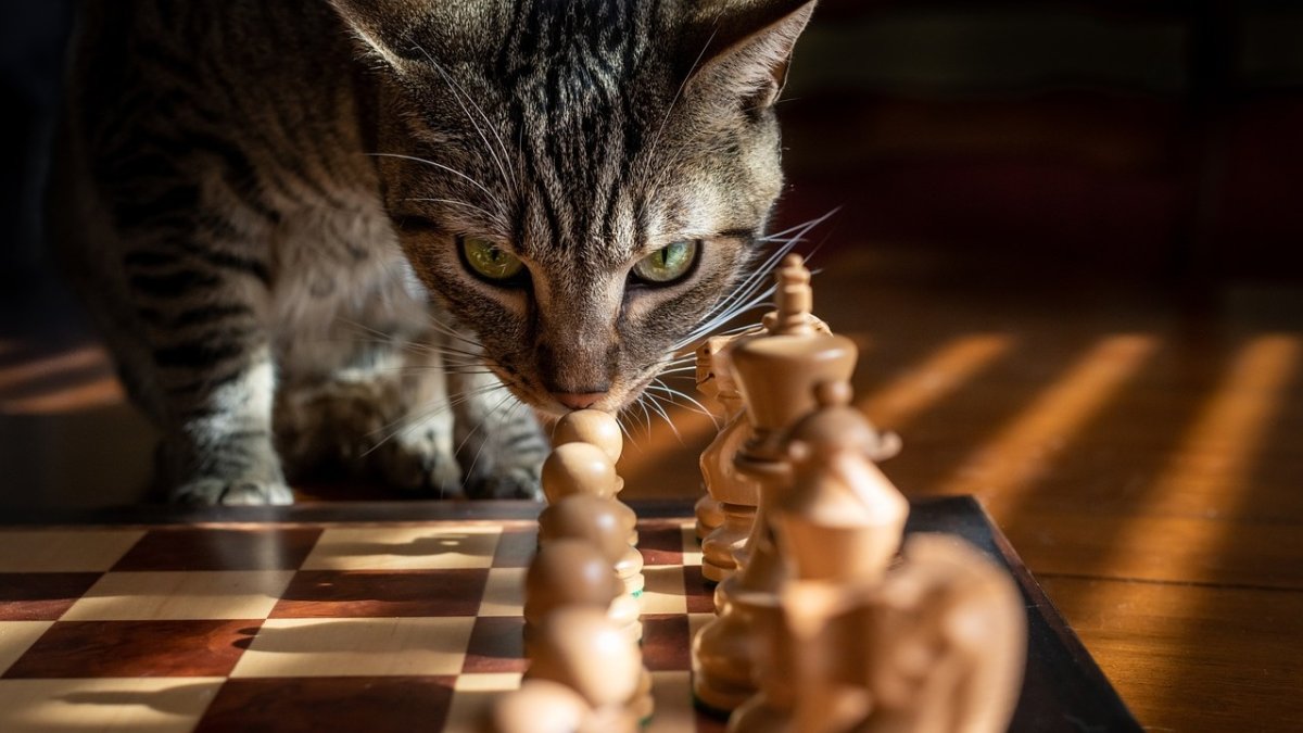 Stockfish 15 es un programa de Inteligencia Artificial de ajedrez que ya derrota a los mejores jugadores del mundo. RICKJBROWN